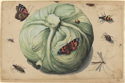 Head of Cabbage with Insects by Netherlandish 17th Century