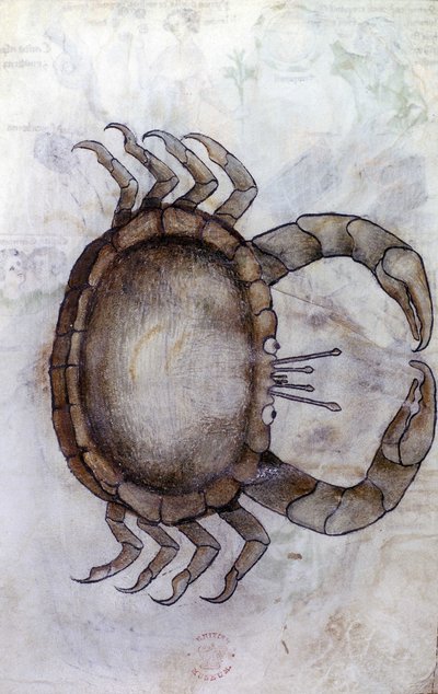 A crab, zodiac sign for Cancer by Netherlandish School
