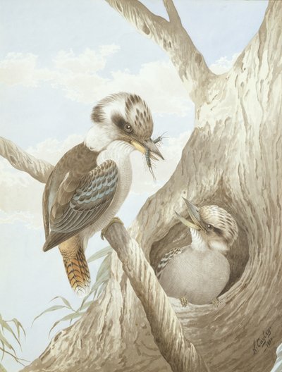 Kookaburras Feeding at a Nest in a Tree, 1892 by Neville HP Cayley
