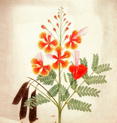 Flower study, c.1840 by Nicholas Tomlinson