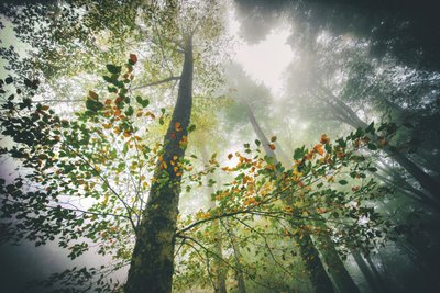 Misty Autumn Forest by Nicola Figliuolo