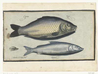 Carp and Whitefish by Nicolaes de Bruyn
