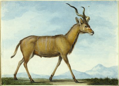 A Kudu by Nicolas Hüet the Younger