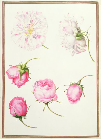 Six Heads of Old Fashioned Roses by Nicolas Robert