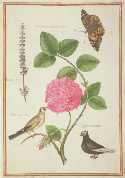 Centifolia Rose, Lavender, Tortoiseshell Butterfly, Goldfinch and Crested Pigeon by Nicolas Robert