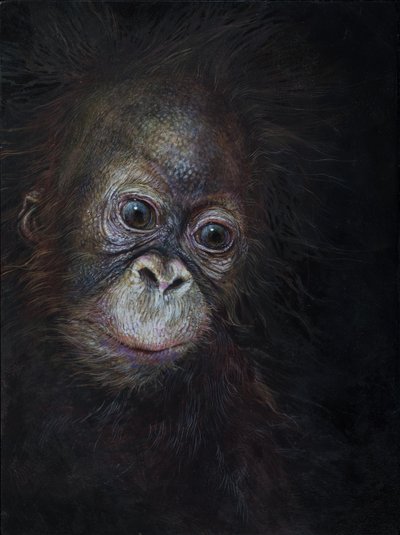 Baby orang-utan 3 by Odile Kidd