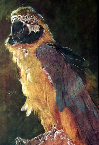 Blue and Gold Macaw by Odile Kidd