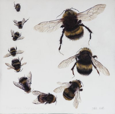 Bombus by Odile Kidd