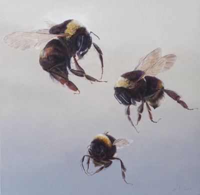 Bombus flight 1 by Odile Kidd