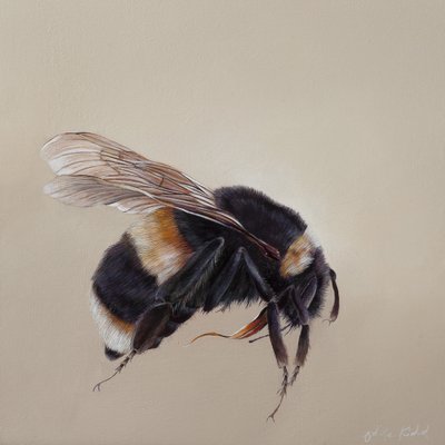 Bombus Terrestris 8, 2013 by Odile Kidd