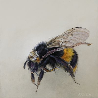 Bombus Terrestris 1 (a), 2008 by Odile Kidd