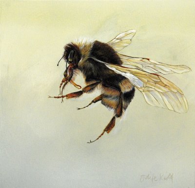 Bombus Terrestris 4, 2011 by Odile Kidd