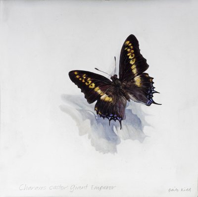 Charaxes castor, giant emperor by Odile Kidd