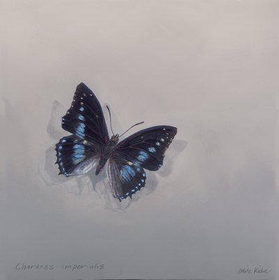 Charaxes Imperialis 1 (b), 2014 by Odile Kidd