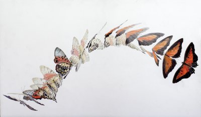 Charaxes Zingha Flight Pattern, 2016 by Odile Kidd