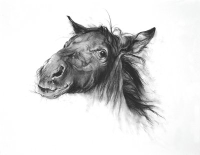 Colt by Odile Kidd
