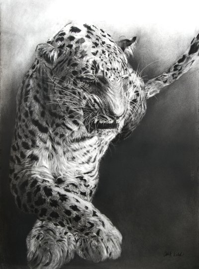 Panthera pardus 1 by Odile Kidd