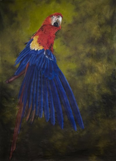 Scarlet macaw 2 by Odile Kidd