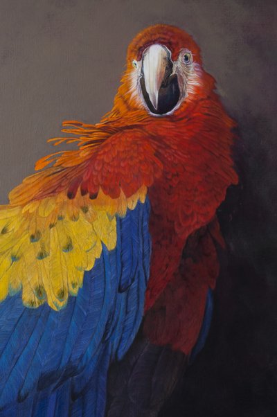 Scarlet macaw 3 (detail) by Odile Kidd