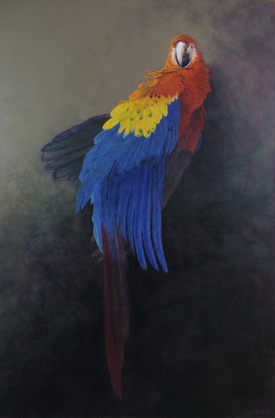 Scarlet macaw 3 by Odile Kidd