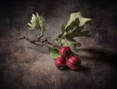 Autumn Hawthorn Berries by Olga Aleksandrovna