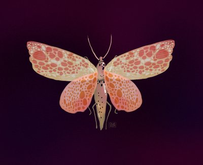 Pink Orange Spotted Moth by Olga Skomorokhova