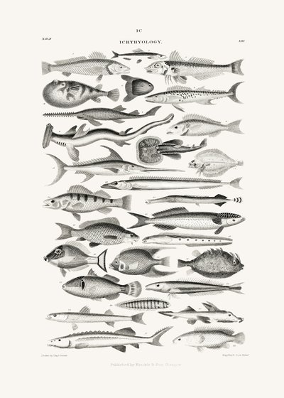 Sealife I by Oliver Goldsmith
