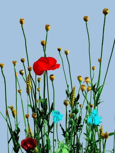 Poppy and Flowers, 2019 by Olivia Gozzano