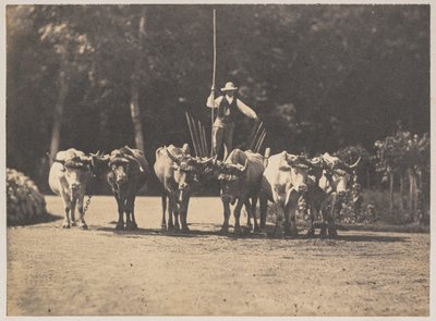 Six Oxen Team with their Driver by Olympe Aguado