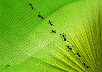Green Leaf Ant Trail by Osvaldo Russo