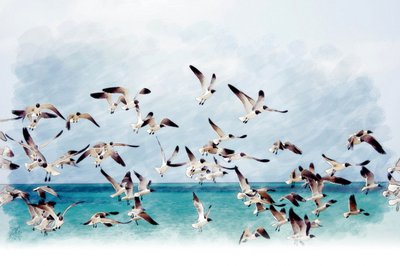 Seagulls Over Turquoise Sea by Osvaldo Russo