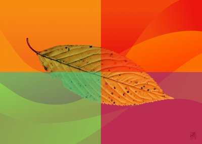 Vibrant Autumn Leaf by Osvaldo Russo