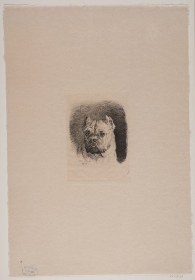 A Dog