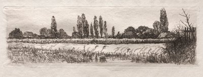 Cornfield by Otto H. Bacher