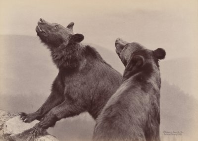Two Bears, 1889 by Ottomar Anschütz