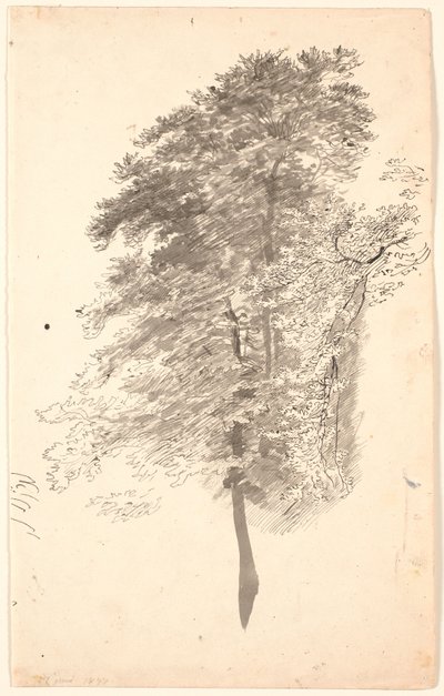 Study of Tall Slender Trees with Foliage by P.C. Skovgaard