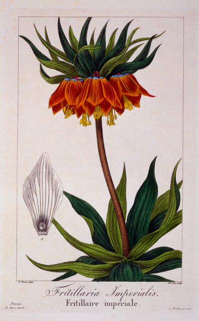 Fritillaria Imperialis by Panacre Bessa
