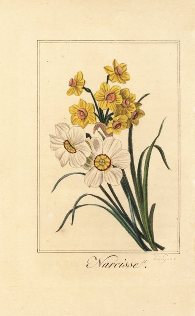 Daffodil varieties by Pancrace (after) Bessa