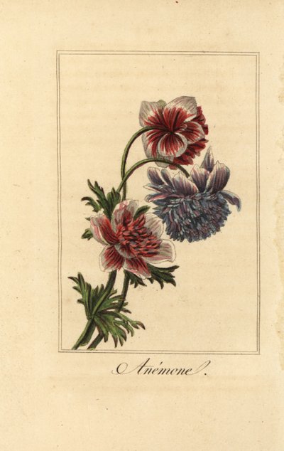 Hybrid Poppy Anemone, Anemone coronaria by Pancrace (after) Bessa