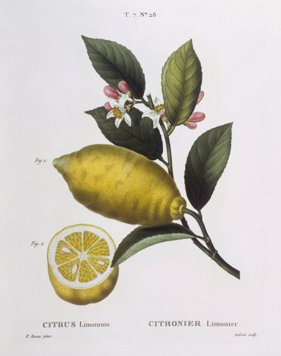Lemon (Citrus limonium) by Pancrace Bessa