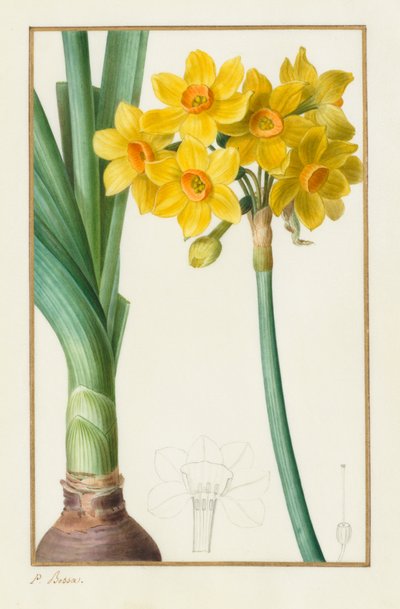 Polyanthus or Cluster Narcissus (Botanical: Narcissus tazetta) by Pancrace Bessa