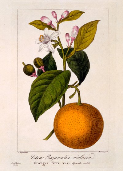 Sweet Orange: Citrus Sinensis var. Bigaradia Violacea by Pancrace Bessa