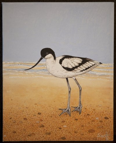 Avocet, 2016 by Pat Scott
