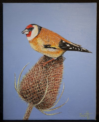 Goldfinch, 2016 by Pat Scott
