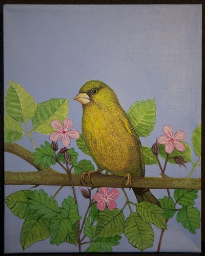 Greenfinch, 2016 by Pat Scott