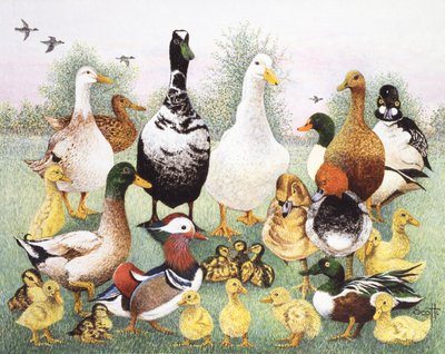 Hello Ducks by Pat Scott