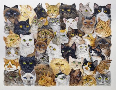 Just the Cat
