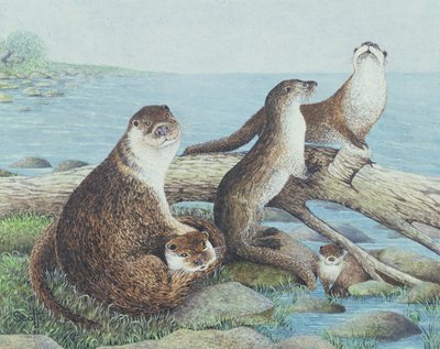 Playtime by Pat Scott