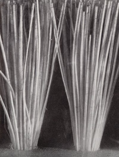 Bristles of a Clothes Brush by Paul Henning