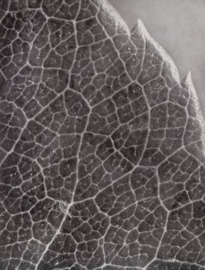 Rose Leaf by Paul Henning